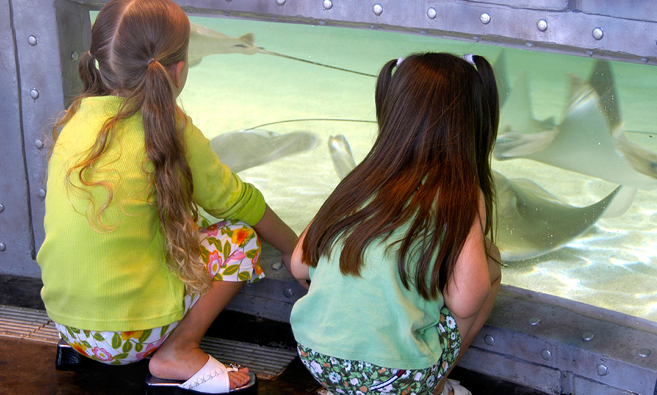 Stingray tank at the aquarium