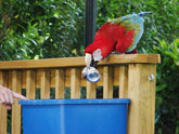 Parrot helping out by recycling an aluminum can