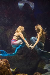 Swimming mermaids in aquarium tank