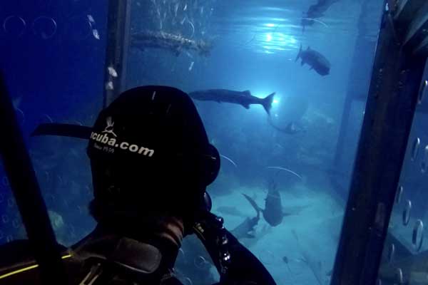 Shark Cage Experience