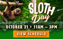 Sloth Day