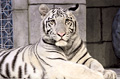 White Tigers of the Maharaja's Temple Exhibit